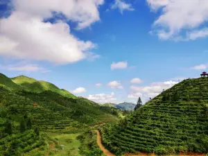 Bird King Mountain Tea Garden Scenic Area