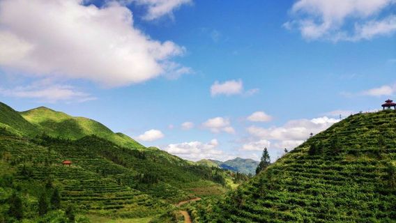 Bird King Mountain Tea Garden Scenic Area