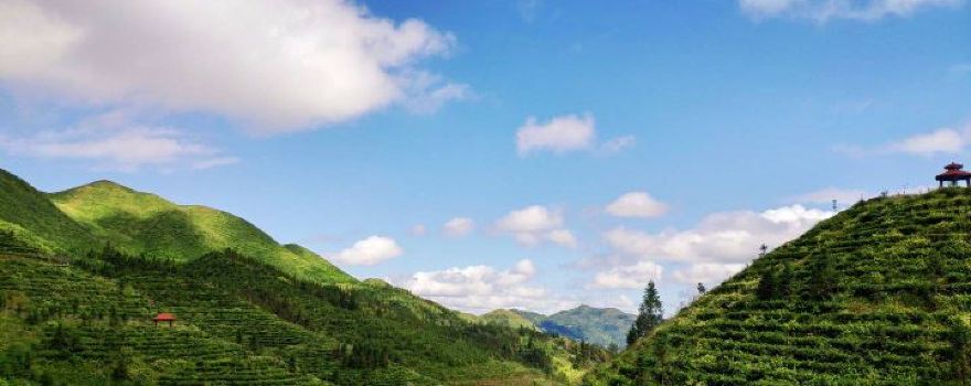Bird King Mountain Tea Garden Scenic Area
