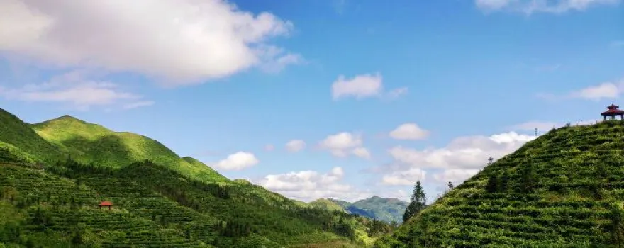 Bird King Mountain Tea Garden Scenic Area