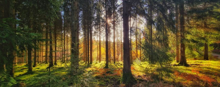 Whitemead Forest Park
