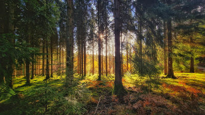 Whitemead Forest Park