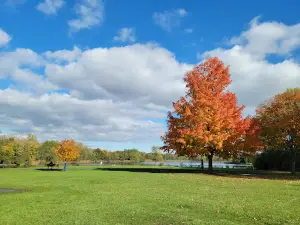 Busse Woods