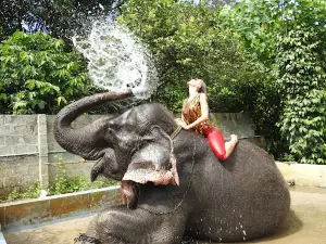 Elephant camp, Thekkady