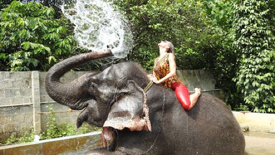 Elephant Camp