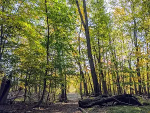 Forest Hill Nature Area