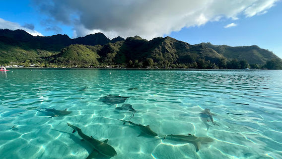 Moorea Underwater Experience
