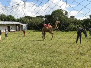 Maralal International Camel Derby- Yare