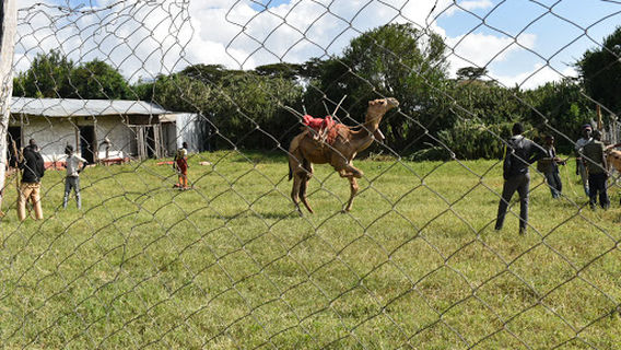 Maralal International Camel Derby- Yare