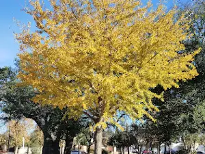 Plaza Aedo
