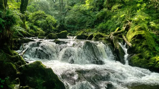 Golitha Falls