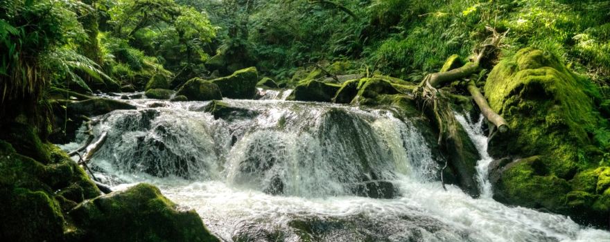 Golitha Falls