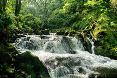 Golitha Falls National Nature Reserve