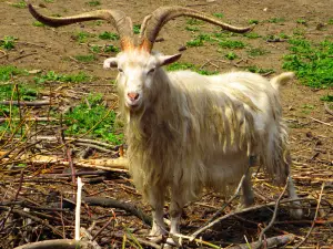 Lutsk Zoo