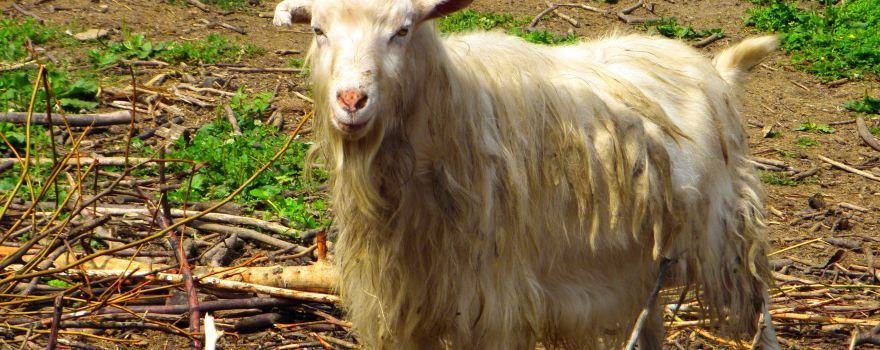 Lutsk Zoo