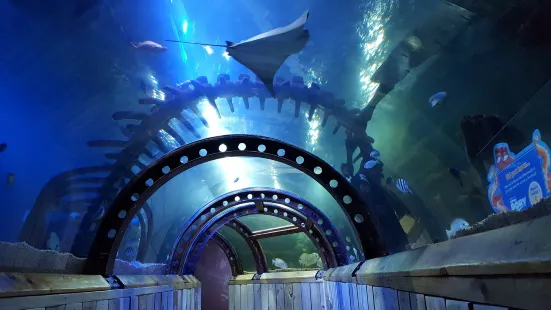 SEA LIFE Hunstanton