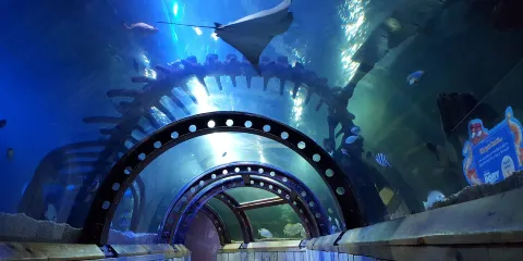 亨斯坦頓海洋生物館