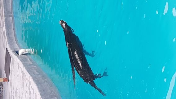 Combe Martin Wildlife & Dinosaur Park