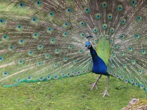 Giardino zoologico di Zurigo