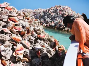 Horseshoe Reef