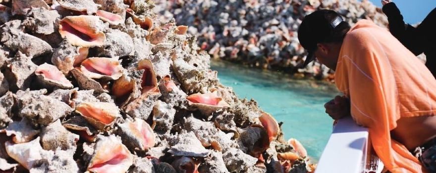 Horseshoe Reef