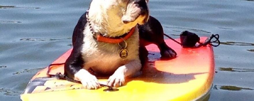 Brohard Paw Park