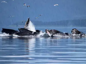 Icy Strait Whale Adventures