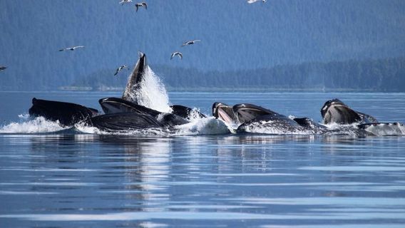 Icy Strait Whale Adventures