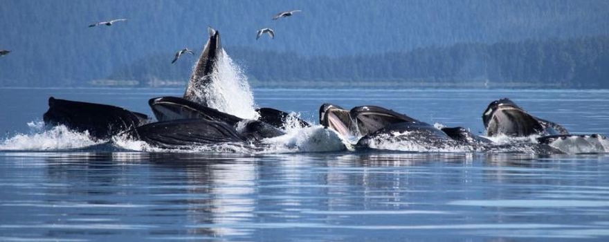 Icy Strait Whale Adventures