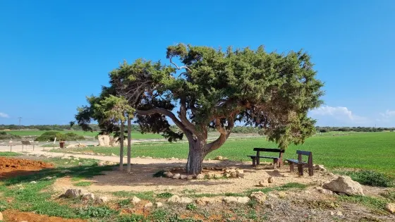 Juniper Tree
