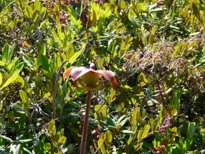 Mowry Beach Preserve