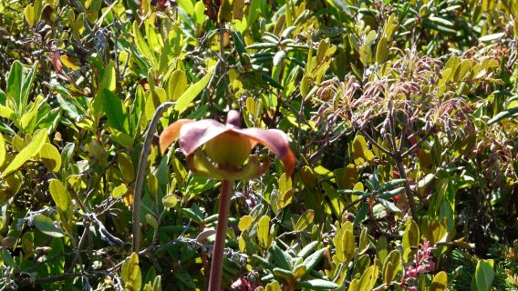Mowry Beach Preserve