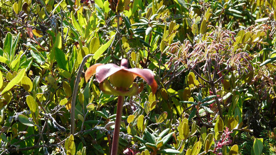Mowry Beach Preserve
