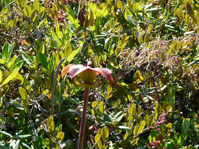 Mowry Beach Preserve