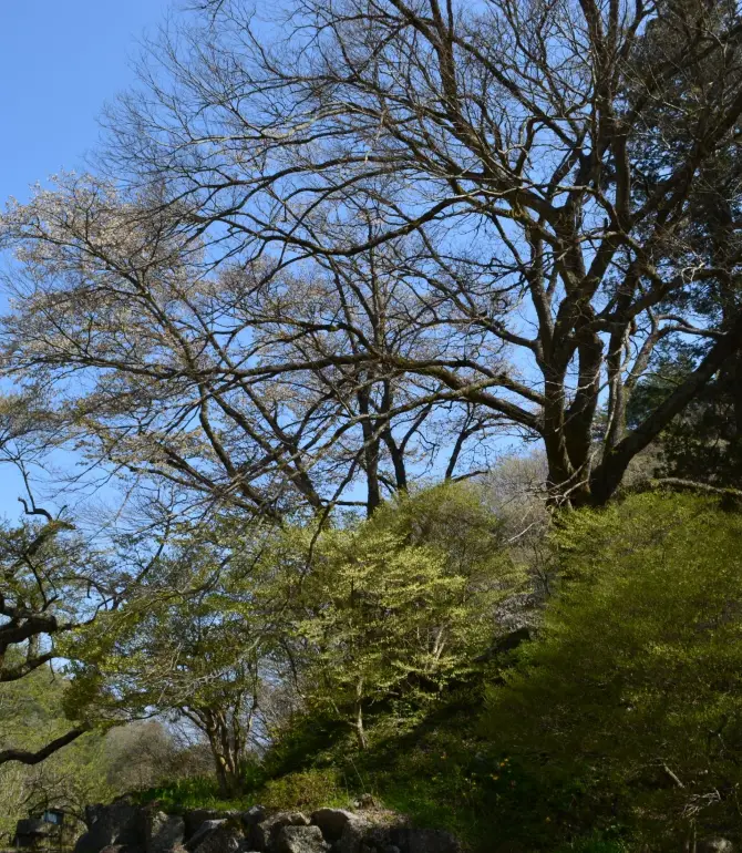 Yasuoka