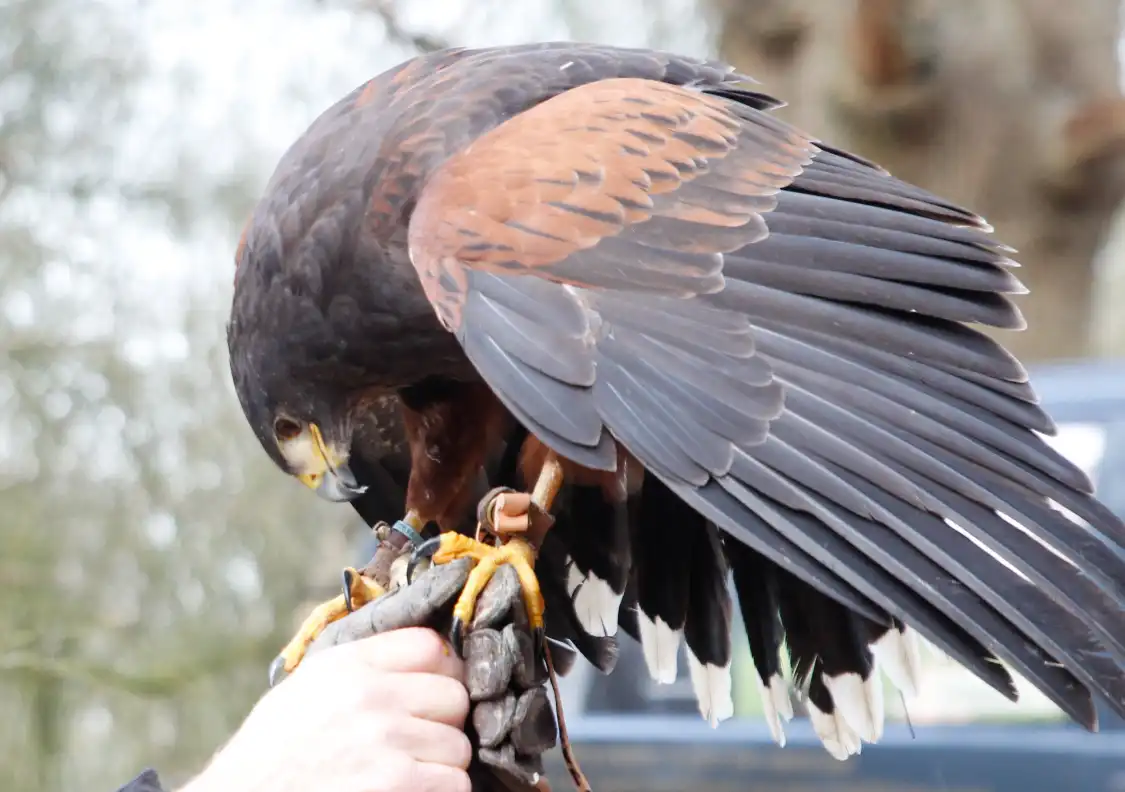 Hotels near Roedel Falconry
