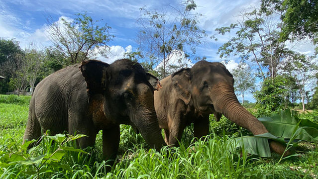 Phuket Elephant Nature Reserve