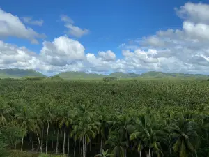 Coconut Trees View Deck