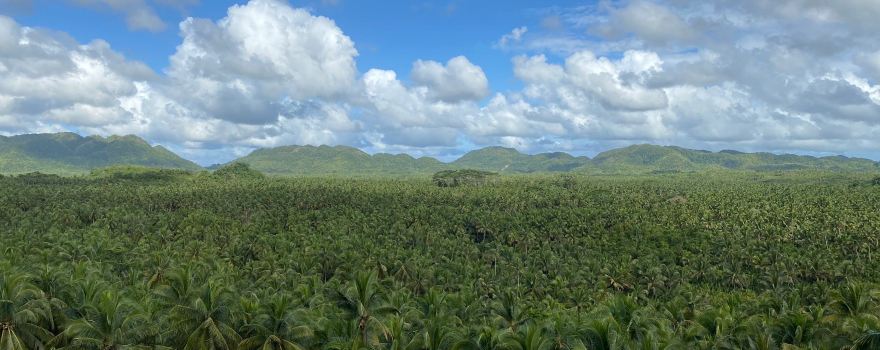 Coconut Trees View Deck