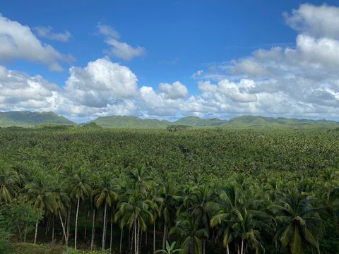 Coconut Plantation View Point