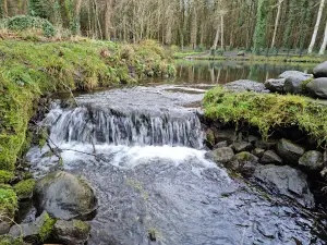 Belleek Woods