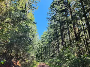 Amamoor Creek Camping Area Gympie Muster