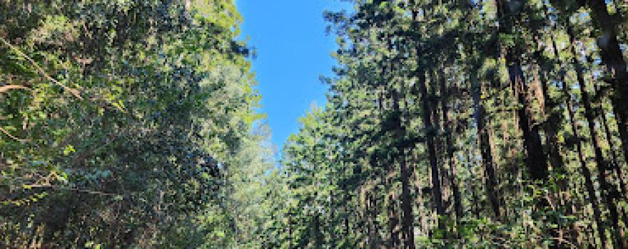 Amamoor Creek Camping Area Gympie Muster