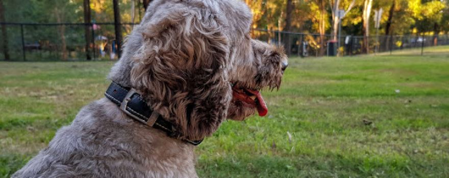Kenna Street Park (John Goss Reserve)