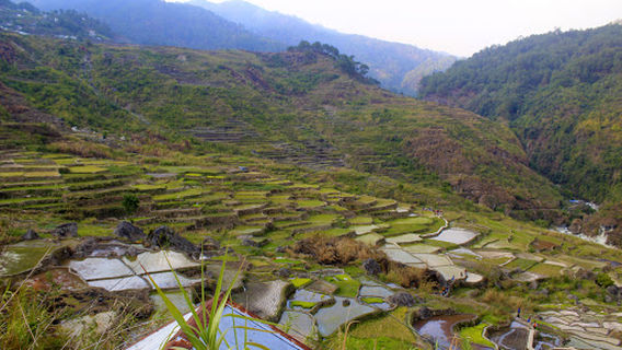 Fidelisan Rice Terraces