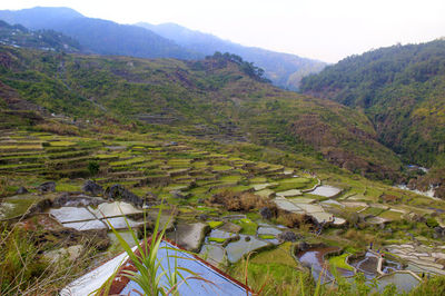 Fidelisan Rice Terraces