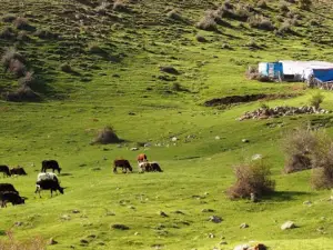 Aydos Yaylası