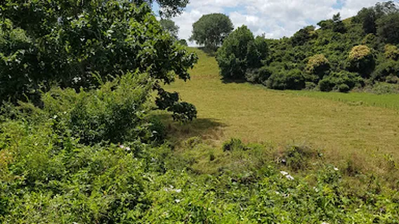 A L 메이슨 보호지역