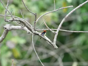 Satchori National Forest Watch Tower And Butterfly Garden