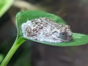 Snake Discovery: A Reptile Experience